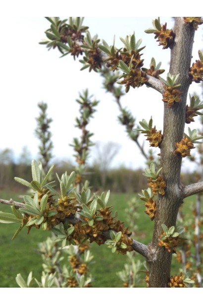 Hippophae rhamnoides Lord 